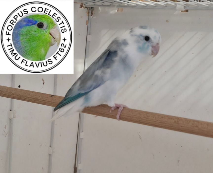 Forpus coelestis
