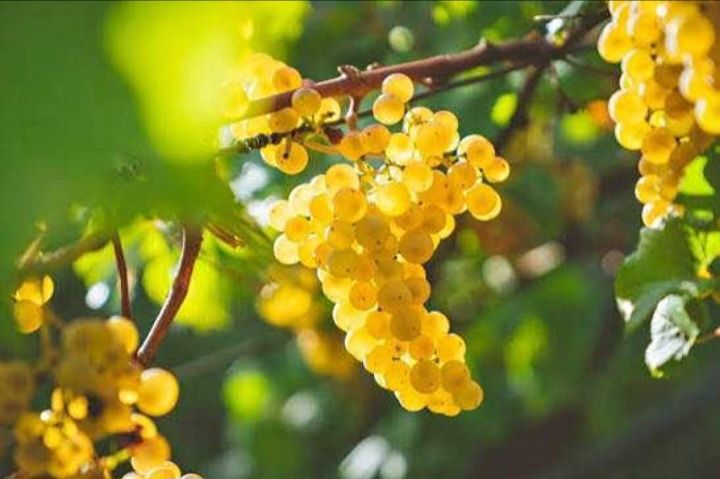 Vand struguri de vin