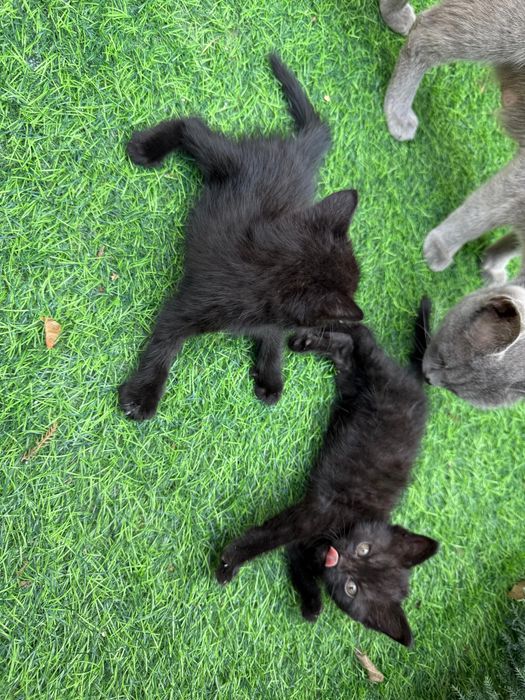 Отдам бесплатно котят