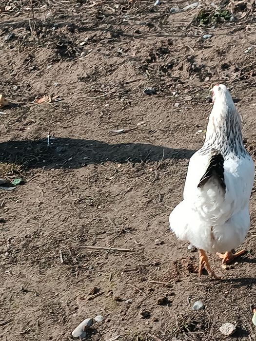 Домашний Тауықтар сатылады