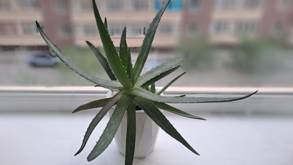 Продам лечебный, многолетний Алоэ