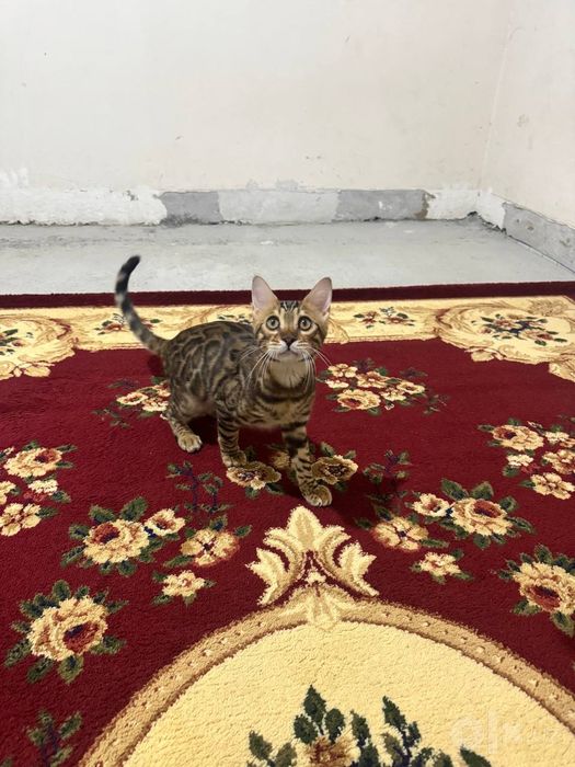 Продаётся бенгалский кот