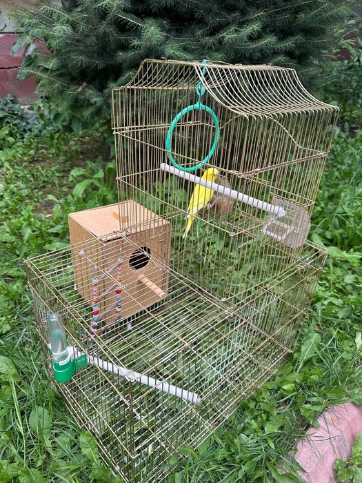 Продам волнистого попугая