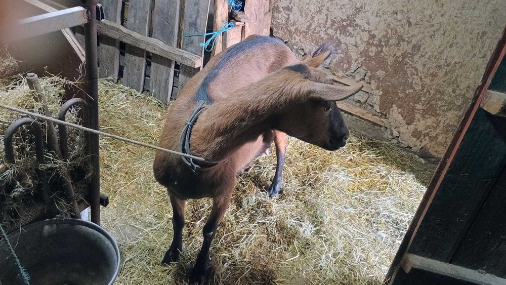 Vând capra Francez Alpin original