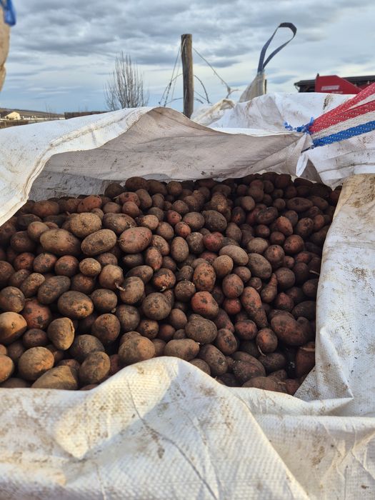 Cartofi pentru animale