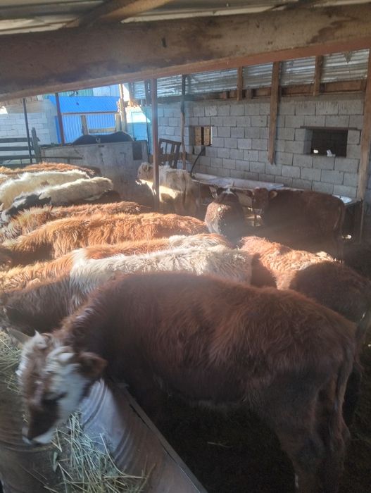 Бычок бука сатылад