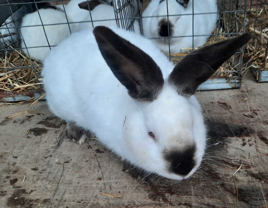 Iepuri californian mascul diferite virste