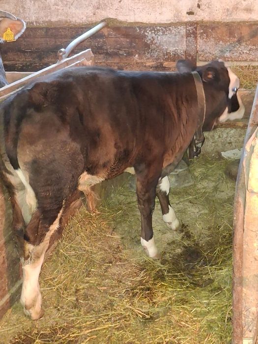 Se vinde Baltat romanesc