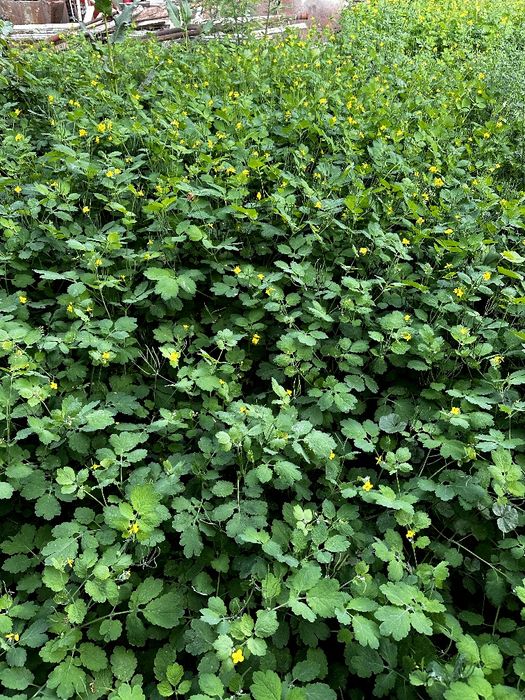 Лекарственное растение чистотел