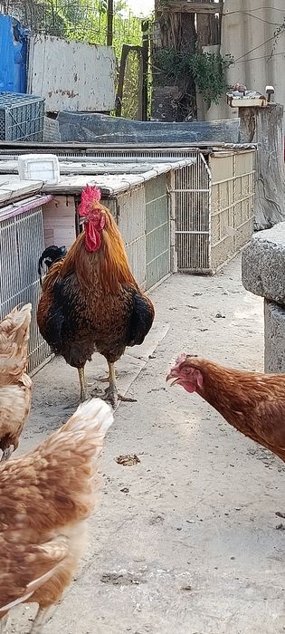 Кучинский петух 2 года