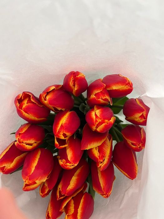 Премиальные тюльпаны оптом и в розницу