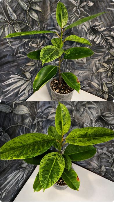 Продам разные Фикусы