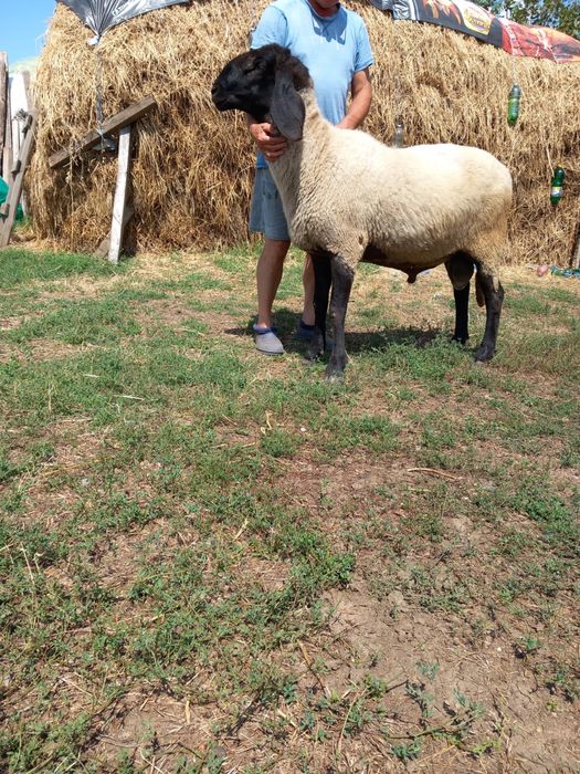 Berbec de 2 ani. De vanzare