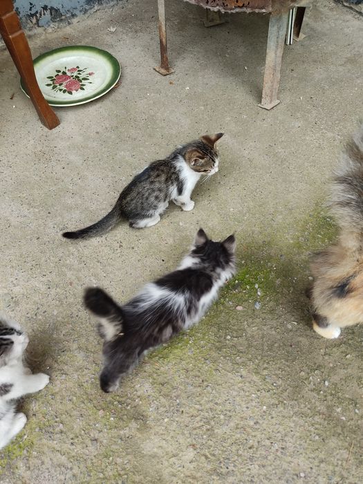 котята два месяца