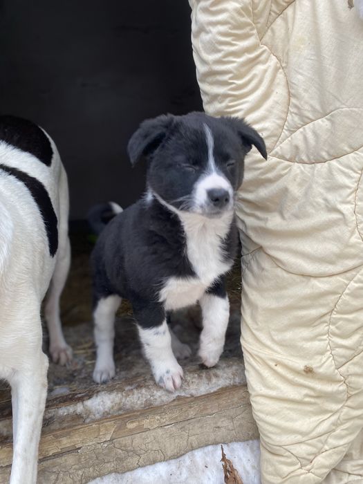 Отдам щенков в добрые руки!