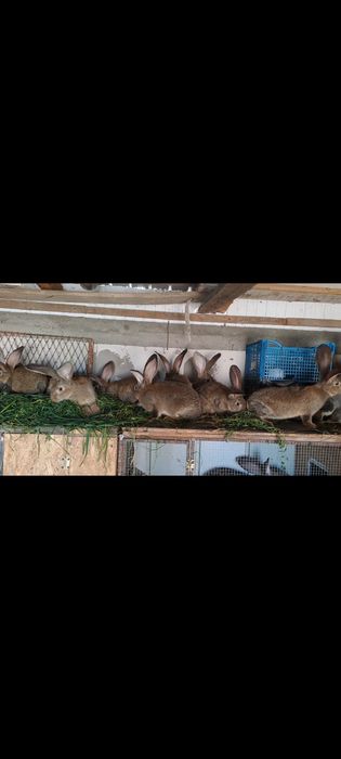 Iepurași urias german