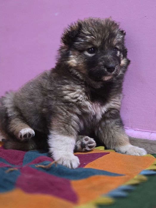 Щенки  девочки добрые руки