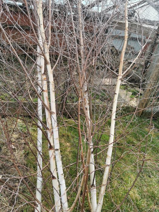 Puieți  mestecat diferite dimensiuni plantat