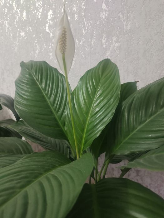 Продам пышный спатифилум