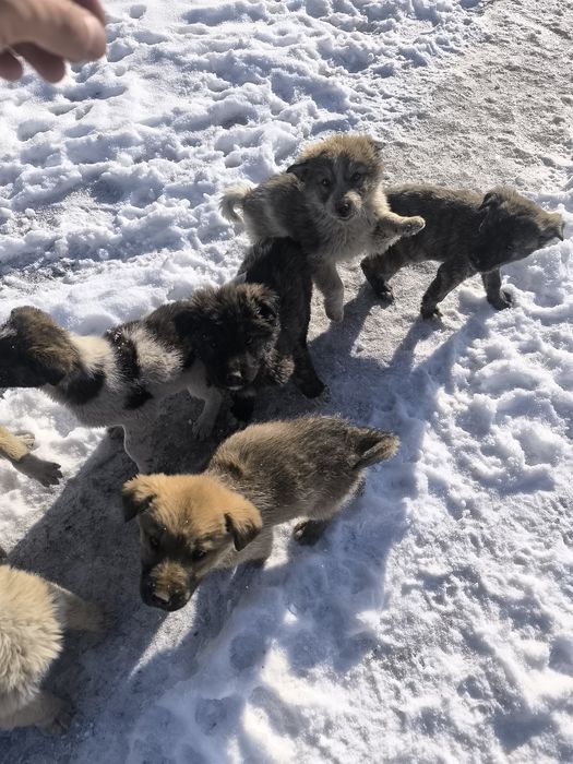 Щеночки Смешанные