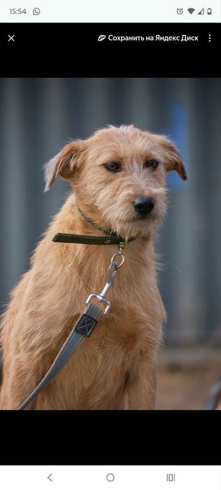 Звоночки, сторожа, компаньоны