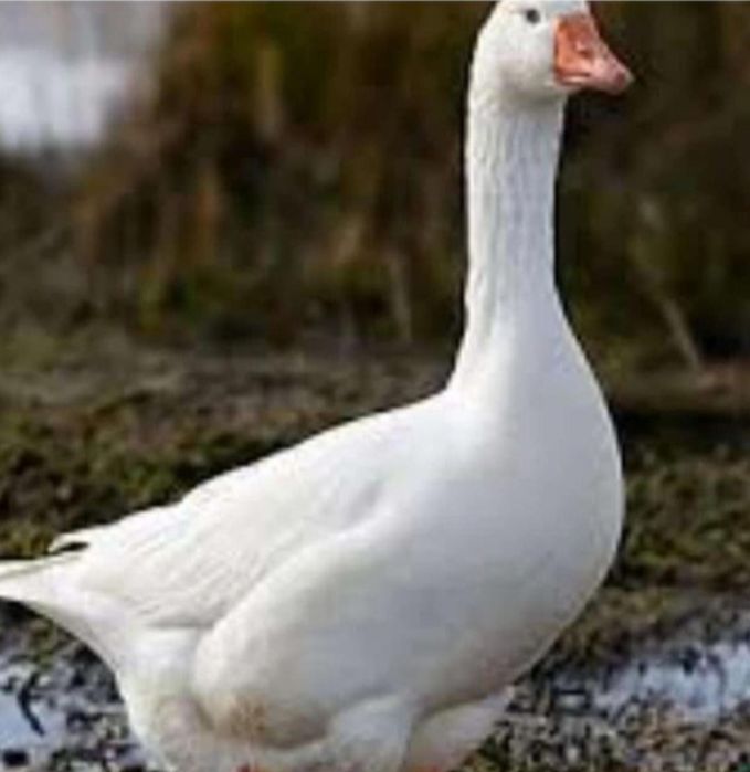 Қаздың майы сатылады