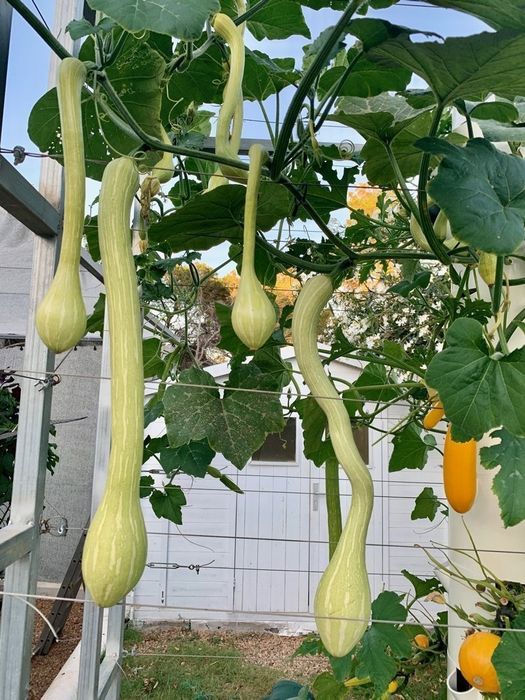 Seminte Placintar ' Zucchini Tromboncino ( 100 seminte