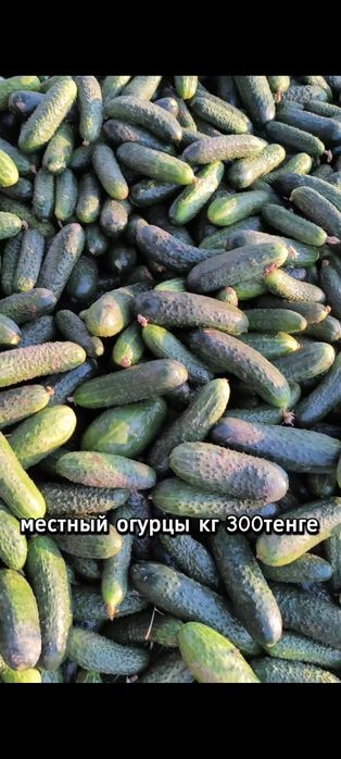Огурцы местный оптом 250т