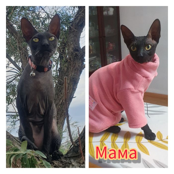 Канадский Сфинкс котята