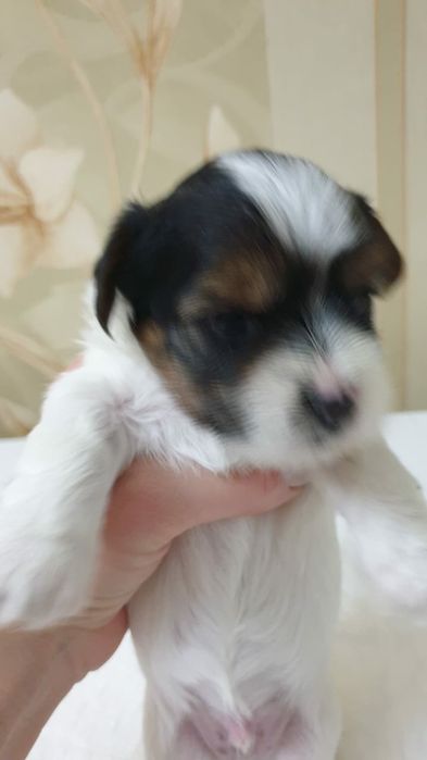 Продам щенков породы Бивер йорк