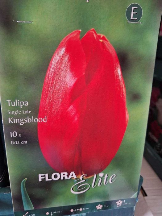 Lola piyozlari, giatsent, lilya, ryabchik OPTOM va DONAGA