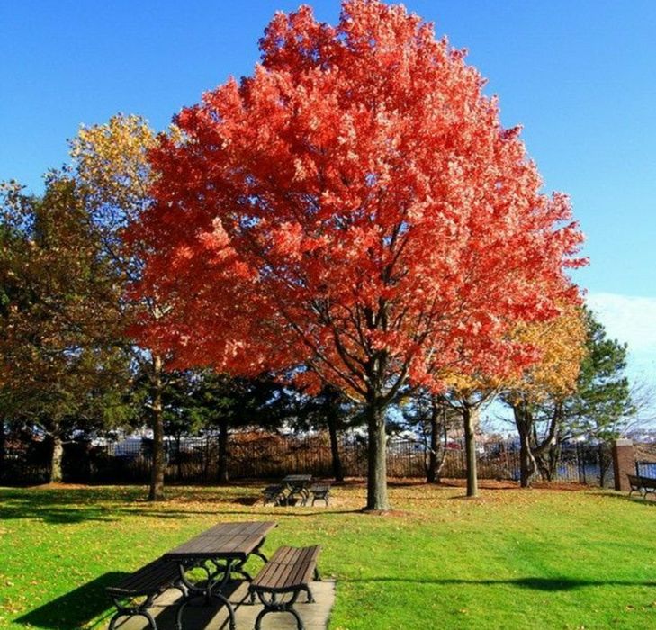 Stejar Rosu American