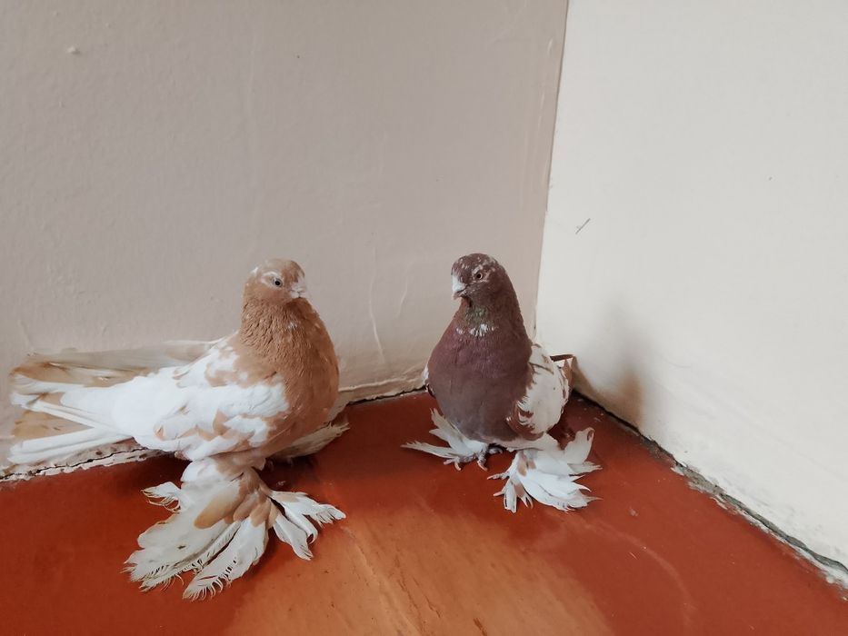 Голуби .капканы.гладкие .