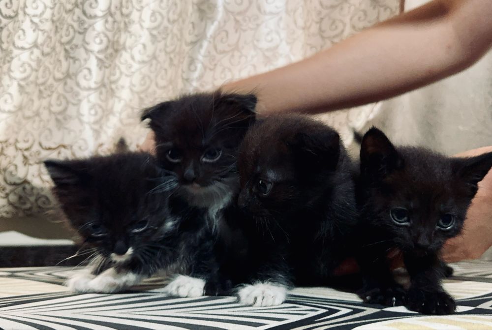 Отдам котят в добрый руки