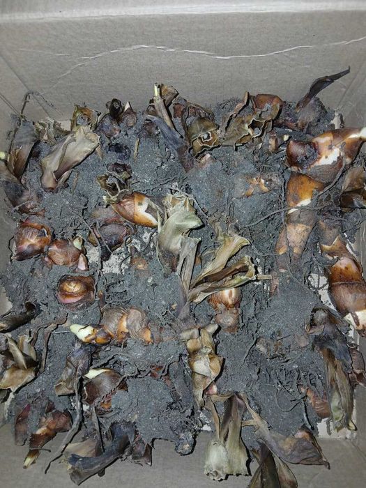 Цветы КАННЫ (клубни)