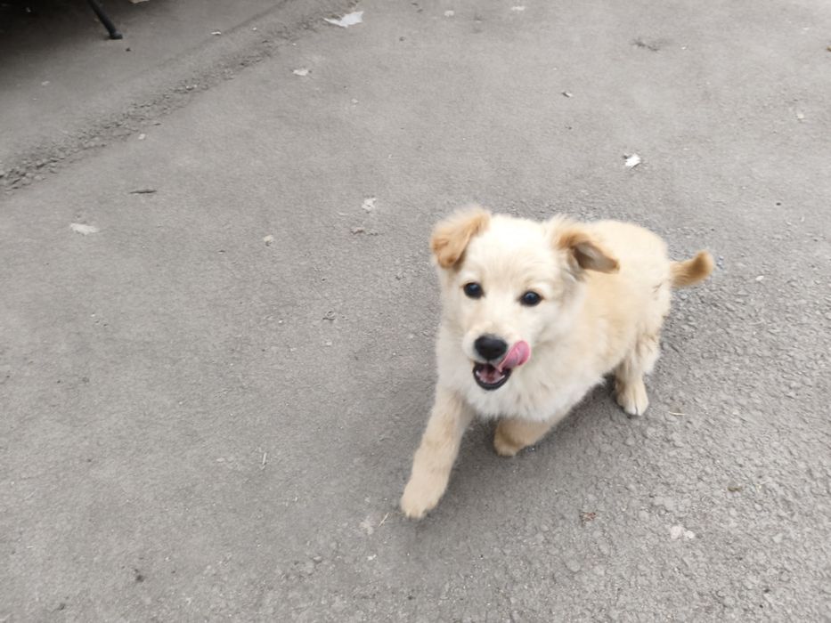 Отдам щенка мальчик