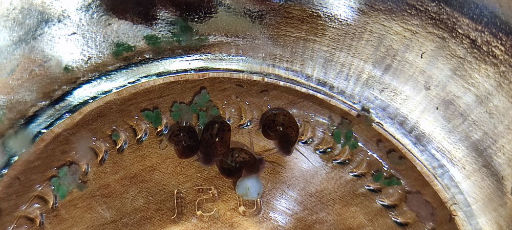 Отдам аквариумных улиток