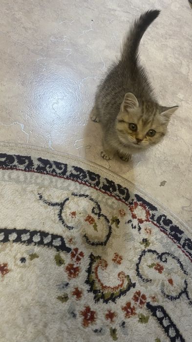 Отдам котенка 1 мес девочка