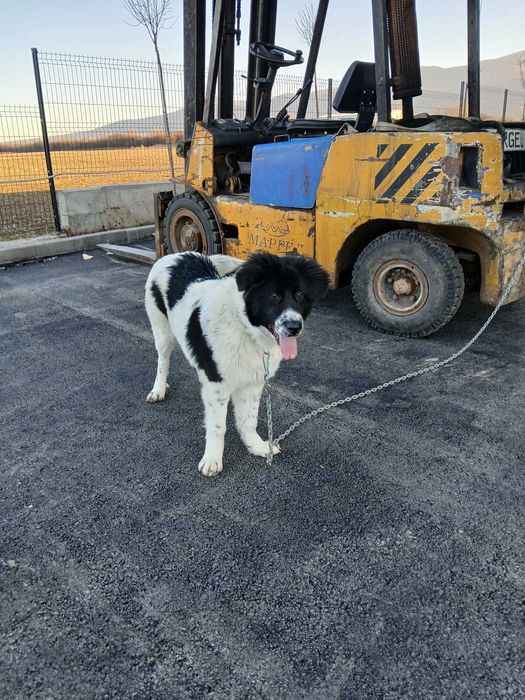 Каракачанка овчарско куче