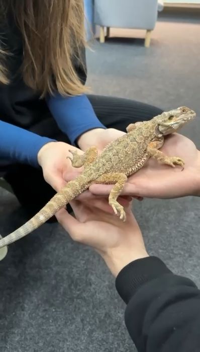 Продам Бородатую Агаму (девочка)