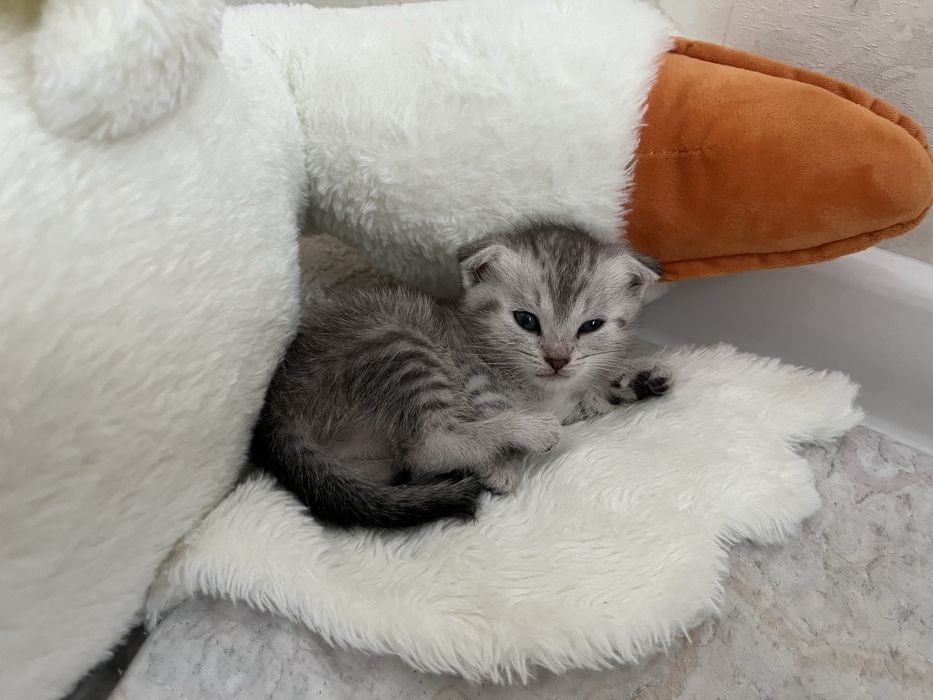 Продаю котят в добрые руки
