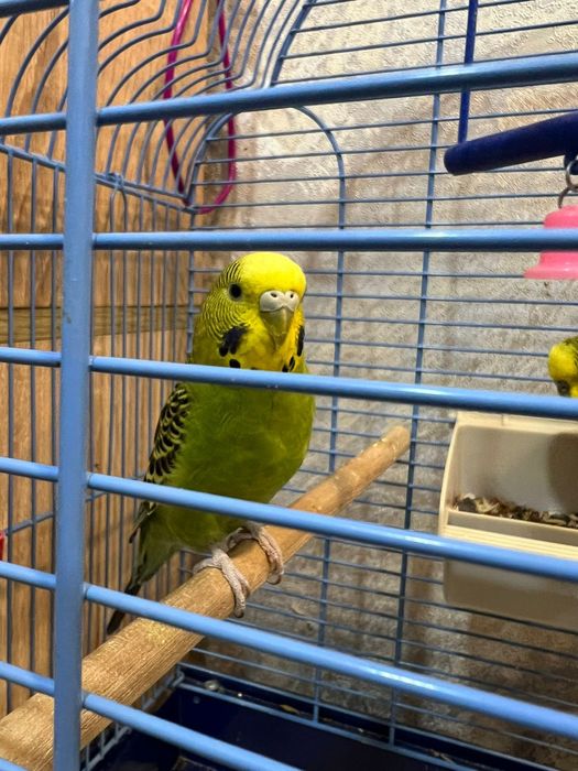 Волнистые попугаи ручные.