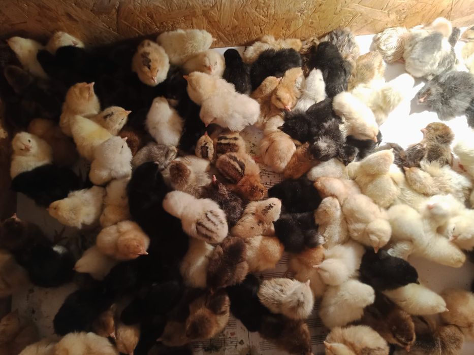 Цыплята бройлеров