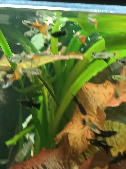 Аквариумные рыбки