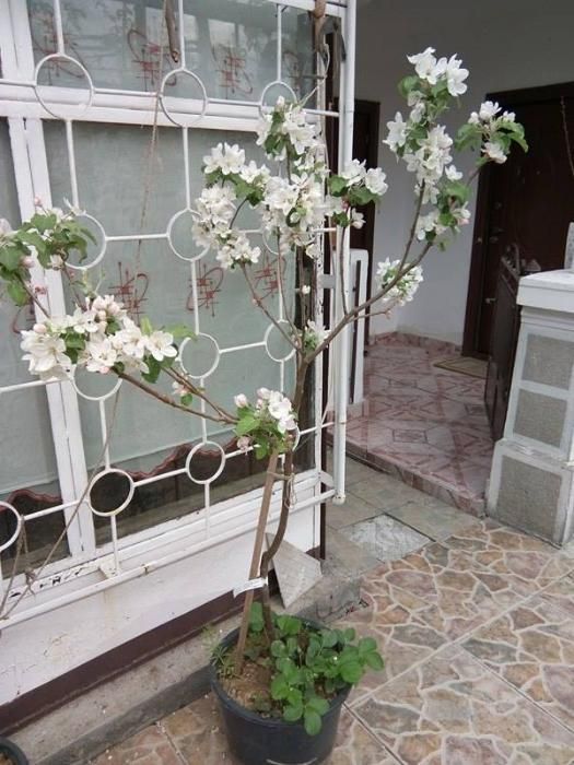 pomi fructiferi in ghiveci
