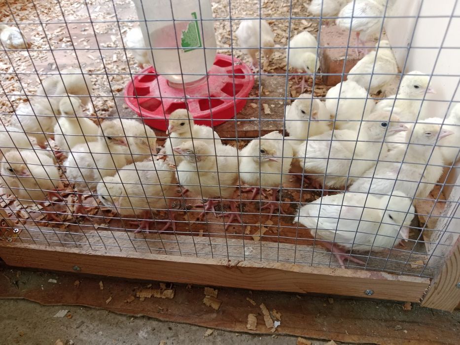 Продам Индюк цеплят