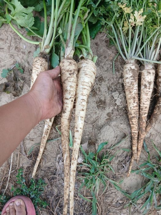 Telina, patrunjel, pastarnac