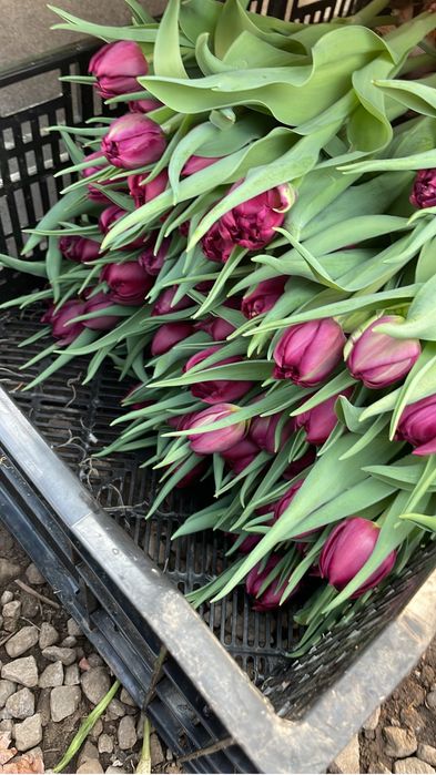 Тюльпаны Голландия