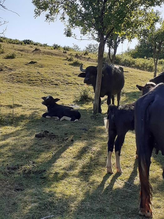 Vand vitei si vitele de bivolita