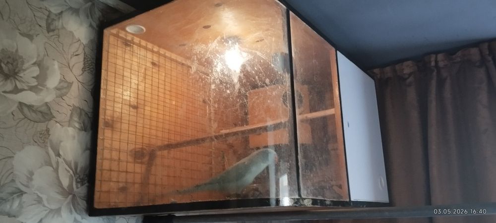 Продам ожерелова попугая